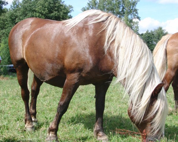 Zuchtstute Liesel (Schwarzwälder Kaltblut, 1998, von Montan)