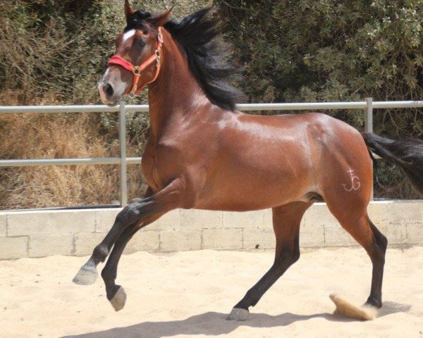 Pferd CONQISTADOR (Pura Raza Espanola (PRE), 2014)
