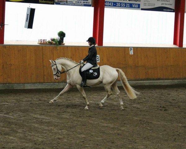 stallion Schierensees Mystic Cream (German Riding Pony, 2011, from Schierensees Marillion)