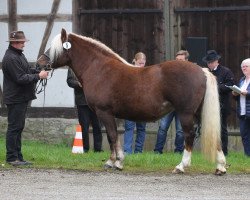 Pferd Larissa (Schwarzwälder Kaltblut, 2007, von Vogt)