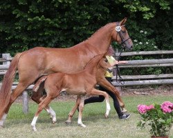 dressage horse Rosenblüte 13 (Hanoverian, 2017, from Finnigan)