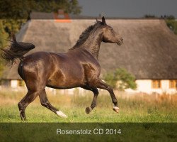 Pferd Rosenstolz CD (Mecklenburger, 2012, von Glock's Romanov)