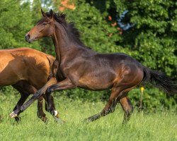 dressage horse Rock'n Roses (Oldenburg, 2015, from Rock Forever NRW)