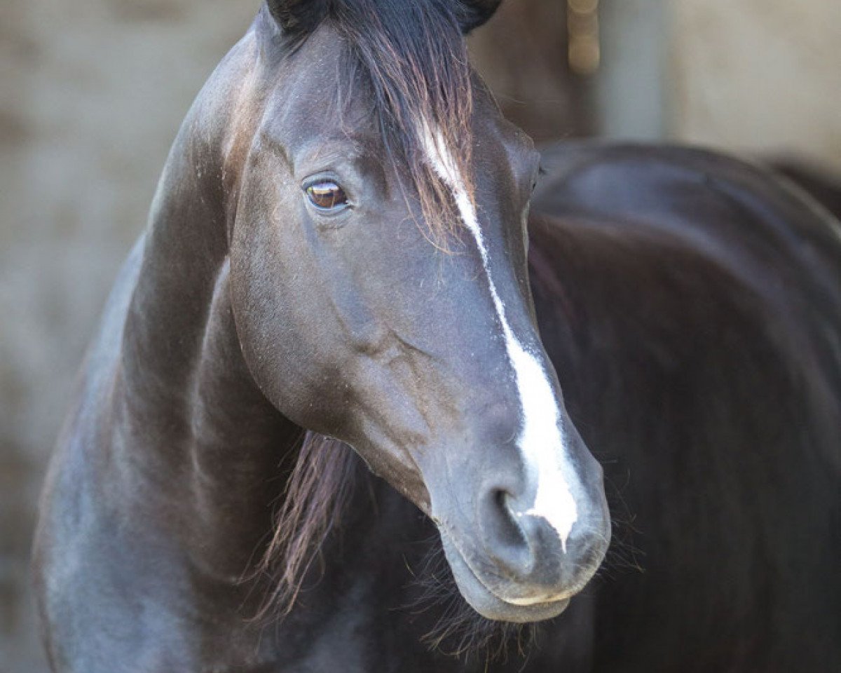 broodmare Bella Nikita CD (Sachse, 1999, from Royal de Saxe)