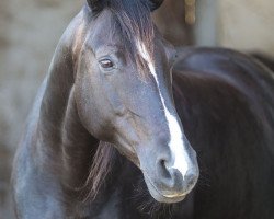 broodmare Bella Nikita CD (Sachse, 1999, from Royal de Saxe)