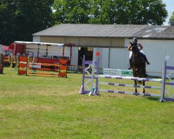 jumper Linus (Hanoverian, 2009, from Likoto xx)