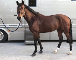 jumper Five Stars (Oldenburg show jumper, 2012, from Favorit Ask)