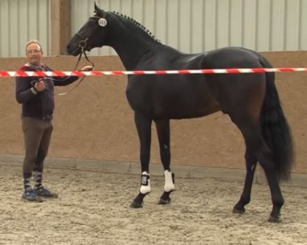 stallion First Kiss (German Sport Horse, 2015, from Fürstenball)