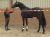 stallion First Kiss (German Sport Horse, 2015, from Fürstenball)