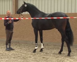 Deckhengst First Kiss (Deutsches Sportpferd, 2015, von Fürstenball)