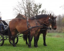 Pferd Aktyw und Brus (Schlesier, von Ascona IX)