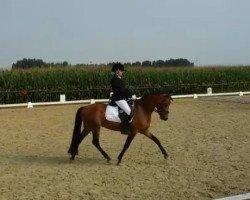 dressage horse Hesselteichs Magic Dream (German Riding Pony, 2011, from HET Golden Dream)