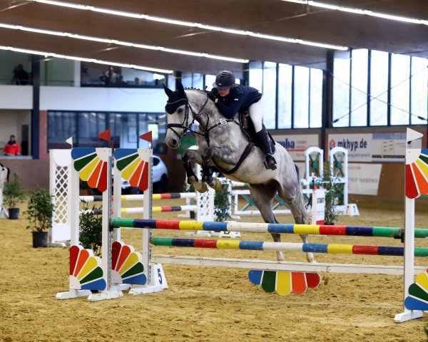 jumper Kronos Adelheid Z (Zangersheide riding horse, 2012, from King Adelheid Z)