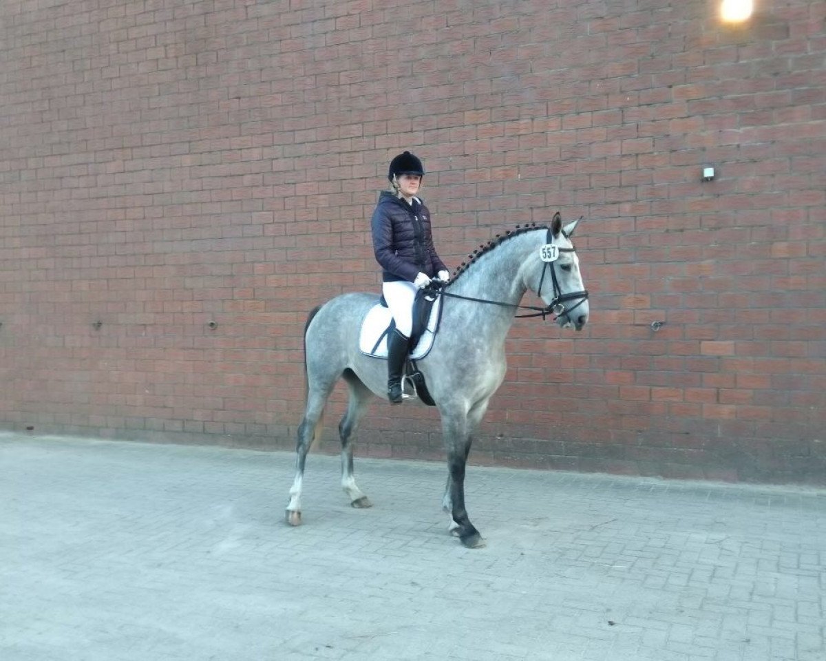 Springpferd Girl On Top L (Hannoveraner, 2013, von Grey Top)