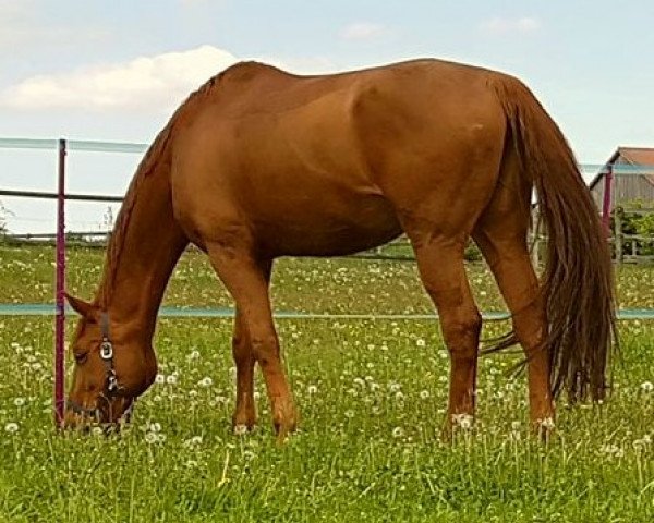 broodmare First Love 33 (Hanoverian, 2003, from Fast Eddy xx)