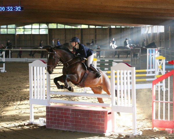 horse Condita (Austrian Warmblood, 2005)