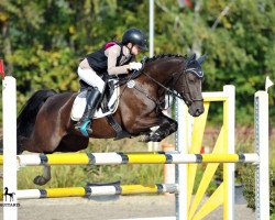 jumper Sweet Chocolate Lady (German Riding Pony, 2005, from Kelts de Angelo)