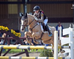 jumper Top King 2 (German Riding Pony, 2001, from Top King)