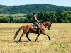 dressage horse Flirt with me (Bavarian, 2007, from Fürst Grandios)