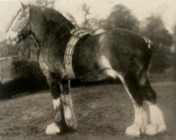 Deckhengst Sir Dighton (Clydesdale, 1913, von Sir Hugo)