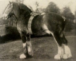 stallion Sir Dighton (Clydesdale, 1913, from Sir Hugo)