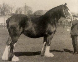 stallion Craigie Sunray (Clydesdale, 1917, from Bonnie Buchlyvie 14032)