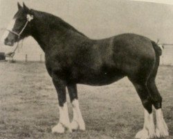 broodmare Boquhan Lady Peggie (Clydesdale, 1906, from Hiawatha 10067)