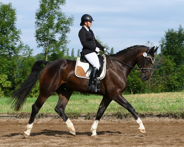 dressage horse Ferrell (Hanoverian, 2009, from Fidertanz)