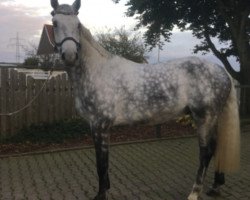 jumper Conte Grano (Hanoverian, 2010, from Cornet Obolensky)