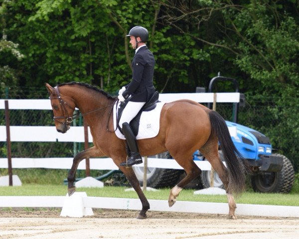 dressage horse Chinouque (Westphalian, 2012, from Chin Quin)