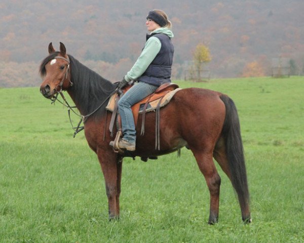 Pferd GH Wahid (Vollblutaraber, 2012)