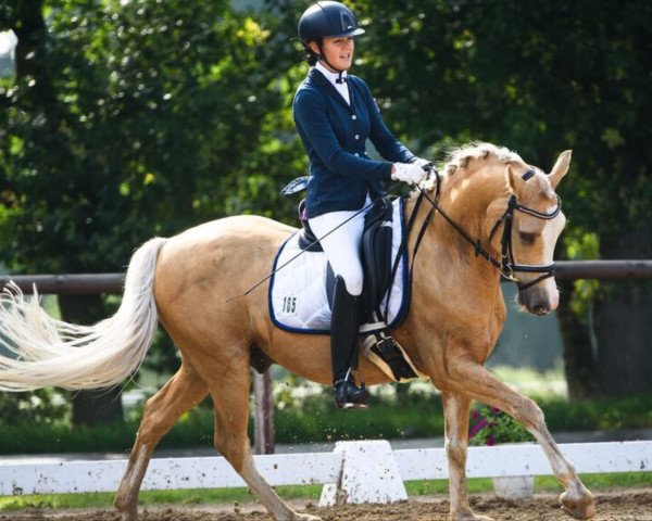 dressage horse Duke 272 (German Riding Pony, 2008, from Danny Gold)