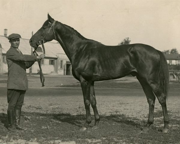 stallion Sektor xx (Thoroughbred, 1934, from Tagor xx)