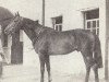 stallion Jock Scot xx (Thoroughbred, 1945, from Scottish Union xx)