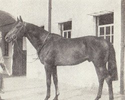 stallion Jock Scot xx (Thoroughbred, 1945, from Scottish Union xx)