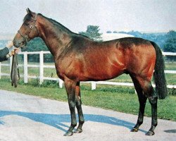 stallion Manacle xx (Thoroughbred, 1964, from Sing Sing xx)