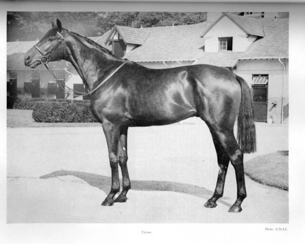 stallion Tyrone xx (Thoroughbred, 1954, from Tornado xx)