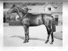 stallion Tyrone xx (Thoroughbred, 1954, from Tornado xx)
