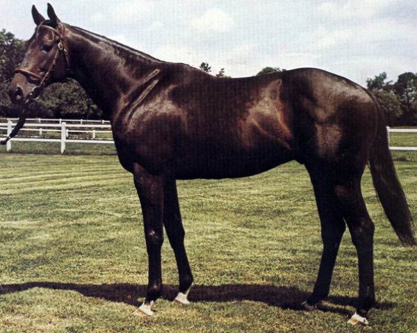 stallion Trepan xx (Thoroughbred, 1972, from Breakspear xx)