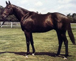 stallion Trepan xx (Thoroughbred, 1972, from Breakspear xx)