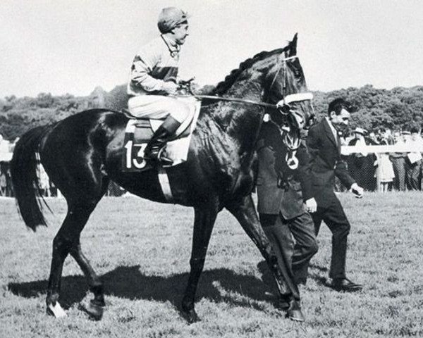 stallion Balto xx (Thoroughbred, 1958, from Wild Risk xx)