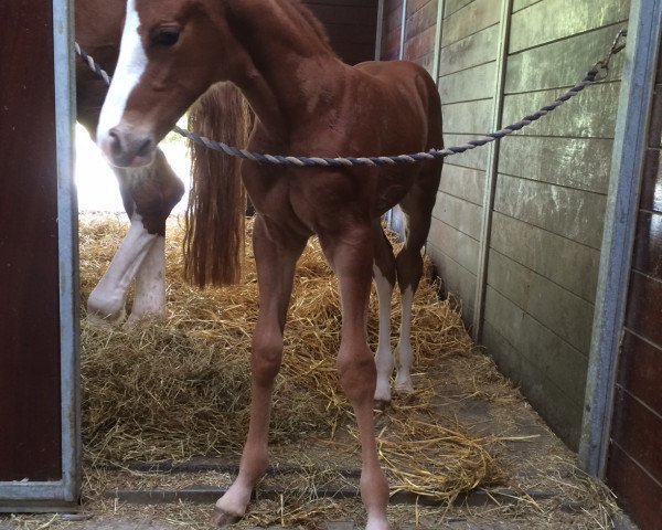 jumper Siraxta Fabbri (Irish Sport Horse, 2016, from For Pleasure)