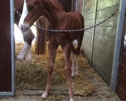 Springpferd Siraxta Fabbri (Irish Sport Horse, 2016, von For Pleasure)