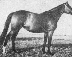 broodmare Sosna III xx (Thoroughbred, 1950, from Sektor xx)