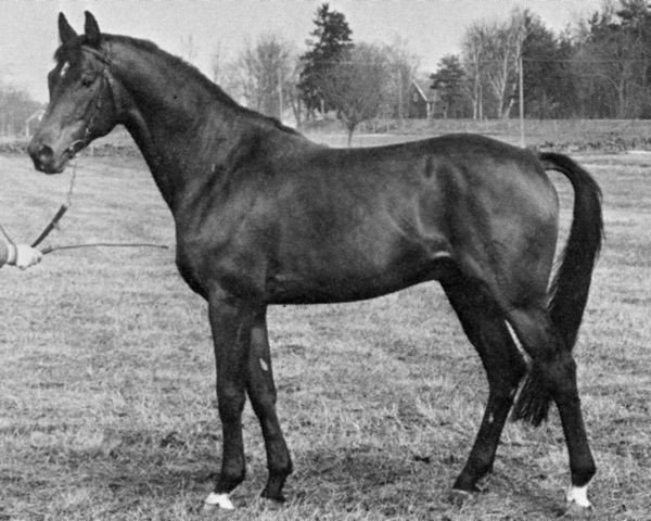 stallion Elfenspuk (Trakehner, 1972, from Amagun)