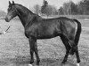 stallion Elfenspuk (Trakehner, 1972, from Amagun)