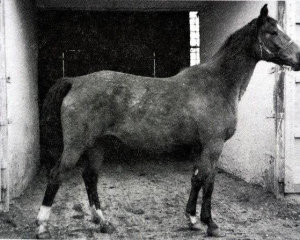 broodmare Anketa (Russian Trakehner, 1993, from Tarino)