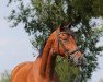 jumper Salido 12 (German Sport Horse, 2013, from Salz der Erde)