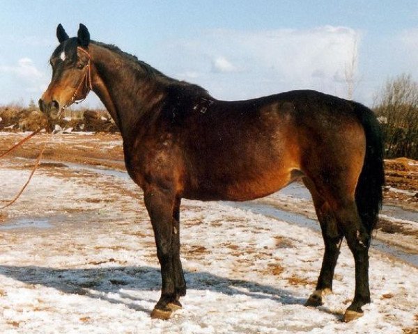 broodmare Hna (Russian Trakehner, 1977, from Nargil 23 POL)