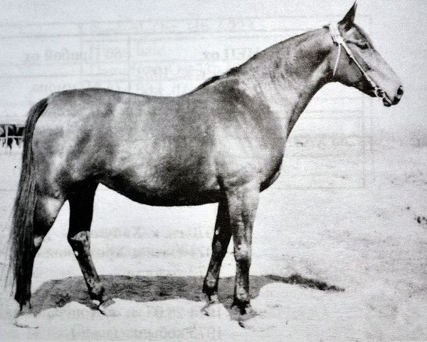 Zuchtstute Hamadea (Wielkopolska, 1961, von Traum)